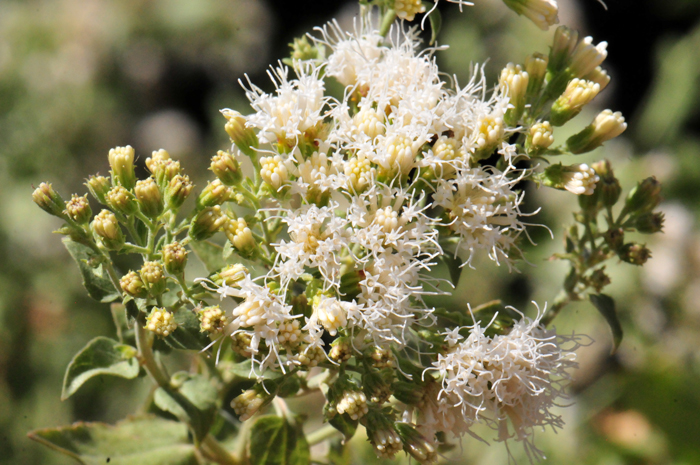 Fragrant Snakeroot flowers have no “ray” flowers and the “disk” flowers are pretty with exserted stamens with thin white wavy filaments as shown in the photo. Ageratina herbacea